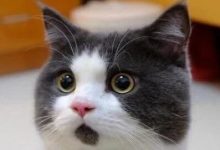 突发警告!AI泡沫,或引发“剧烈的市场回调”-程序员中文网