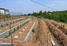 20万/平米，“殡葬第一股”宣布首亏-程序员中文网