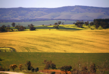 外媒：中国自2020年以来首次从澳洲进口油菜籽-程序员中文网