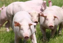 上半年利润翻十倍的牧原，准备拿一半出来分红-程序员中文网