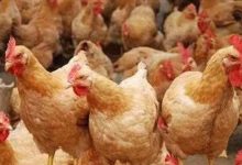 从亏损到单鸡盈利3-4元，黄羽鸡行情热起来了-程序员中文网