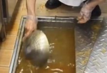 预制菜争议未决，西贝又被曝用“漏勺”清理下水道，客服：正调查此事-程序员中文网