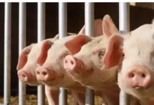 “金九银十”猪价反创年内新低，产能去化迫在眉睫-程序员中文网